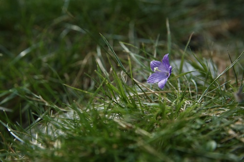 Campanula herminii (Campanula herminii)
