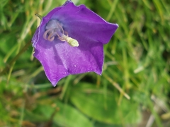 Campanula herminii (Campanula herminii)
