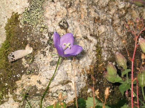 Campanula herminii (Campanula herminii)