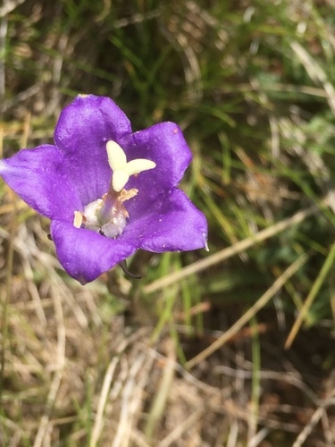 Campanula herminii (Campanula herminii)