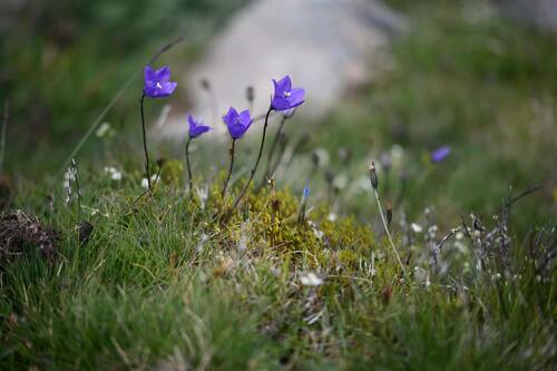 Campanula herminii (Campanula herminii)