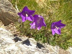 Campanula herminii (Campanula herminii)