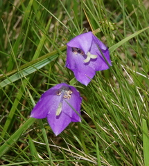 Campanula herminii (Campanula herminii)