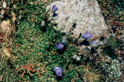 Campanula herminii (Campanula herminii)
