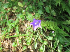 Campanula herminii (Campanula herminii)