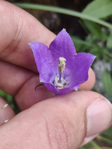 Campanula herminii (Campanula herminii)