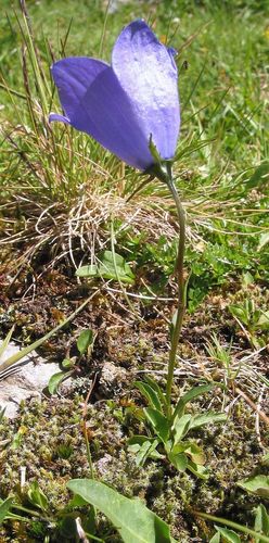 Campanula herminii (Campanula herminii)