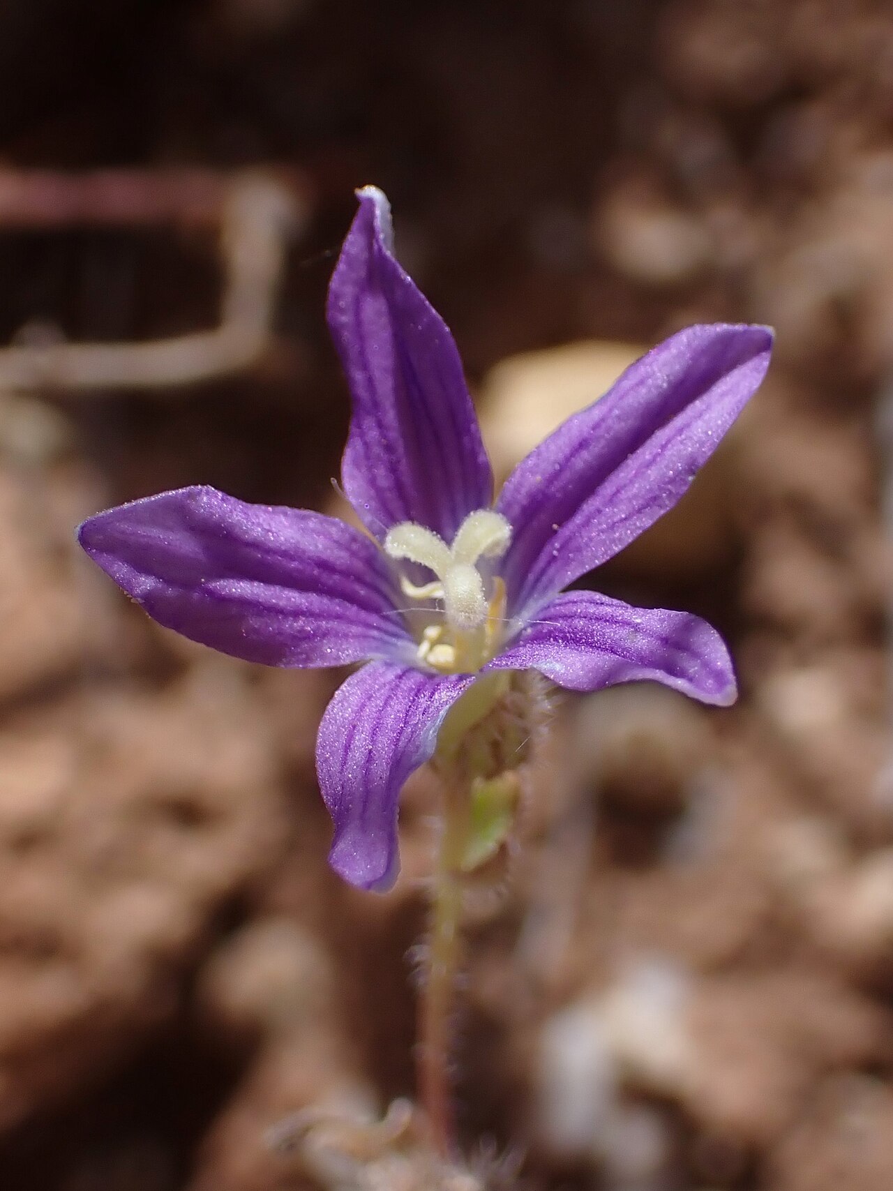 Campanula hierosolymitana: Campanula hierosolymitana at Kufranja Dam in Jordan