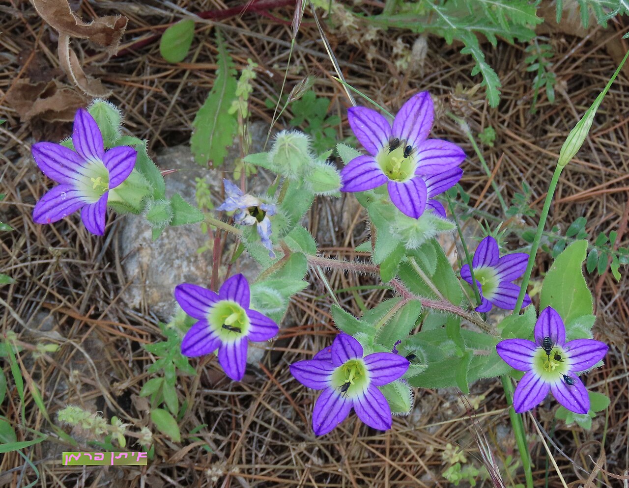 Campanula hierosolymitana: Campanula_hierosolymitana (Jerusalem bell) - Israel