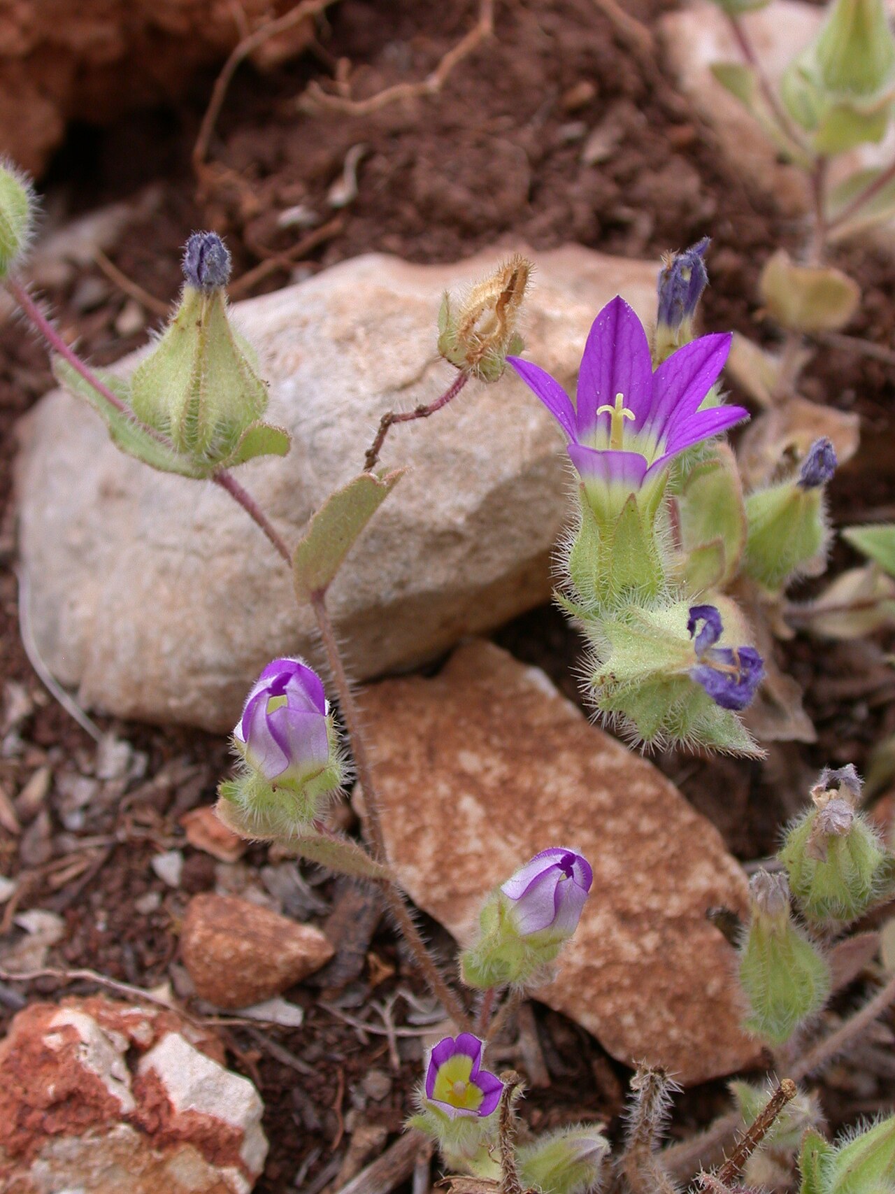 Campanula hierosolymitana: Campanula hierosolymitana Boiss., Mount Carmel, Israel, April 24 2009.