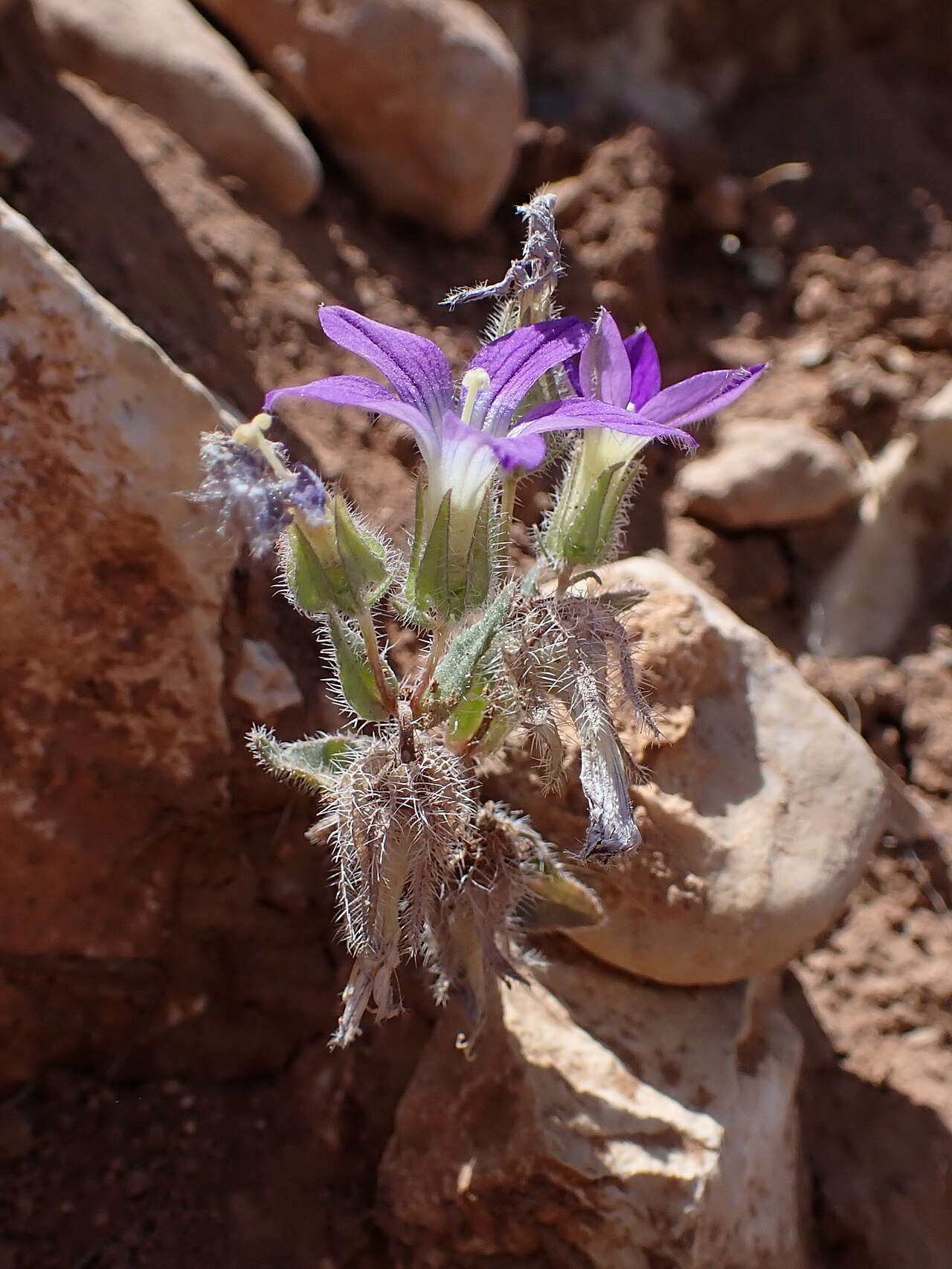 Campanula hierosolymitana: Campanula hierosolymitana at Kufranja Dam in Jordan
