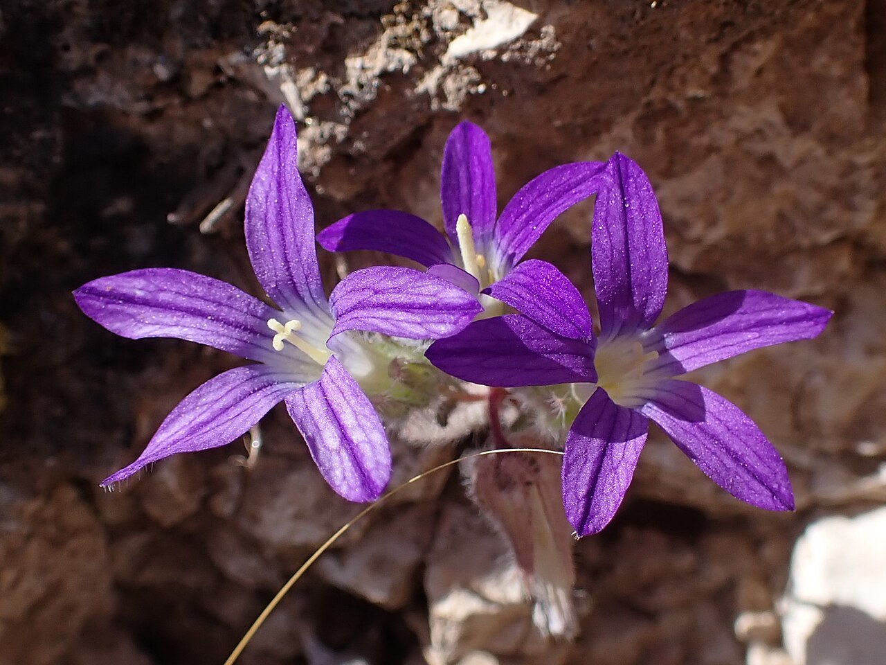 Campanula hierosolymitana: Campanula hierosolymitana at Kufranja Dam in Jordan