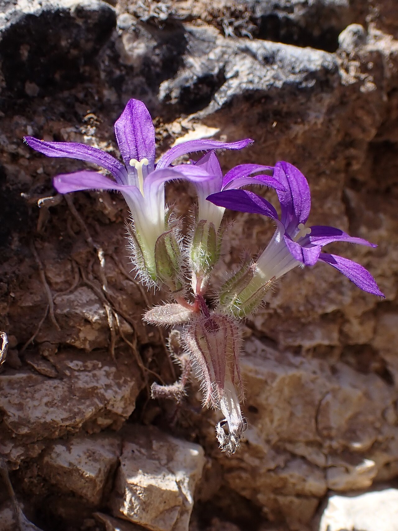 Campanula hierosolymitana: Campanula hierosolymitana at Kufranja Dam in Jordan