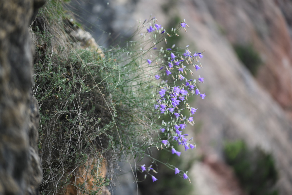 Campanula hispanica (Campanula hispanica)