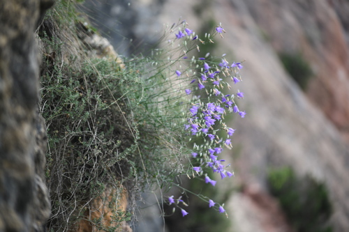 Campanula hispanica (Campanula hispanica)