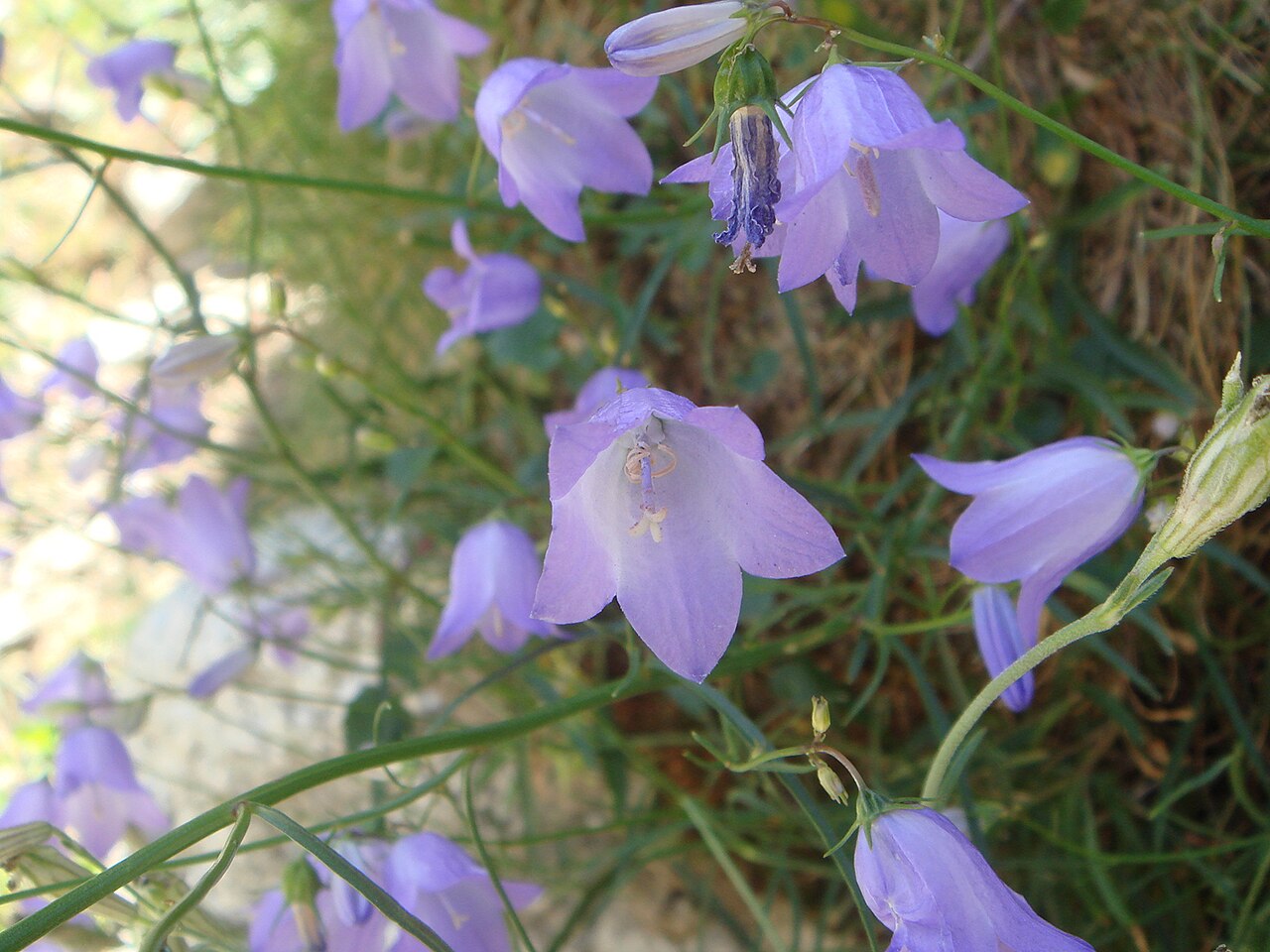 Campanula hispanica: Campanula hispanica , Valle de Barrosa, Pirineos, (Hueca), España.