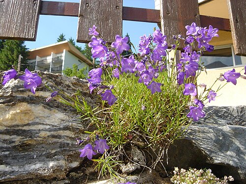 Campanula hispanica: Campanula hispanica