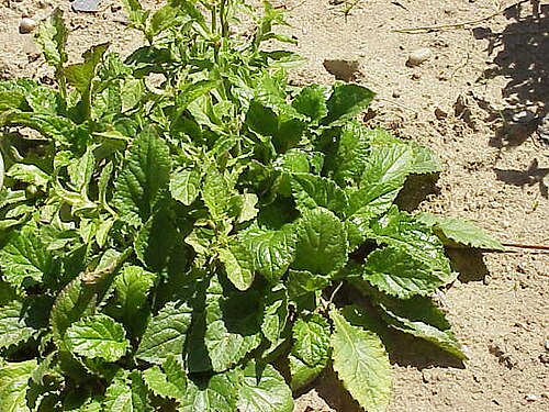 Campanula hofmannii: Species : Symhyandra hofmannii Family : Campanulaceae Image No. 1