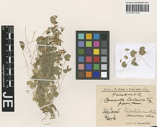 Campanula humillima: Campanula humillima — Herbarium specimen from Kuh Parrau, Nudschuheran-Schlucht, Iran. Collected by Strauss,T. (1906-06-15). Recorded in GBIF occurrence 3029000
