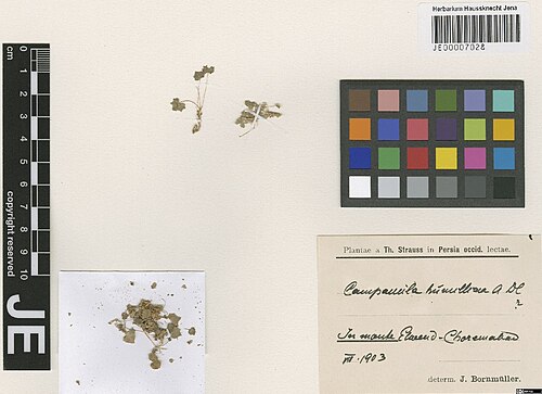 Campanula humillima: Campanula humillima — Herbarium specimen from In monte Elwend-Choremabad, Iran. Collected by Strauss,T. (1903-08). Recorded in GBIF occurrence 3029000438 .