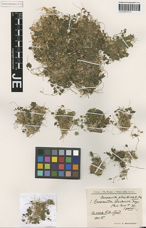 Campanula humillima: Campanula humillima — Herbarium specimen from In monte Kuh-i-Gerru, Iran. Collected by Strauss,T. (1902-07). Recorded in GBIF occurrence 3029000439 .