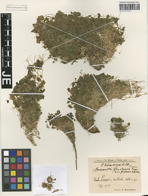 Campanula humillima: Campanula humillima — Herbarium specimen from Kuh Parrau, südliche Abhänge, Iran. Collected by Strauss,T. (1904-05-17). Recorded in GBIF occurrence 3029000440 .