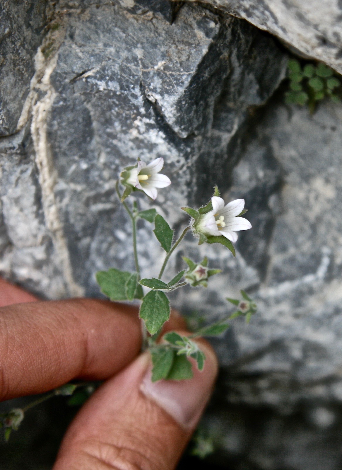 Campanula incanescens: Alai Mts., Osh distr., Tegermech riv. (right trib. of Isfairamsai riv.), 55 km S Kyzyl-Kia Town, 1600 m, 29.06.2009
