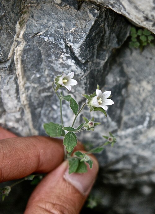 Campanula incanescens: Alai Mts., Osh distr., Tegermech riv. (right trib. of Isfairamsai riv.), 55 km S Kyzyl-Kia Town, 1600 m, 29.06.2009