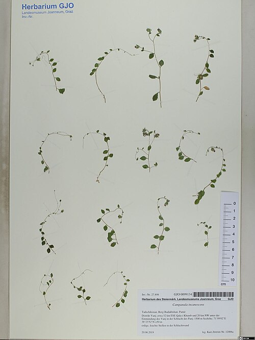Campanula incanescens: Campanula incanescens — Herbarium specimen from Tadschikistan, Berg-Badakhshan; Pamir Distrikt Vanj; etwa 32 km ESE Qala-i Khumb und 20 km NW unter der Einmündu
