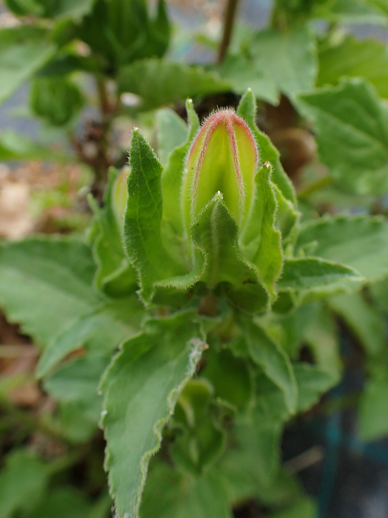 Campanula incurva: Campanula incurva in Balkan Botanic Garden of Kroussia