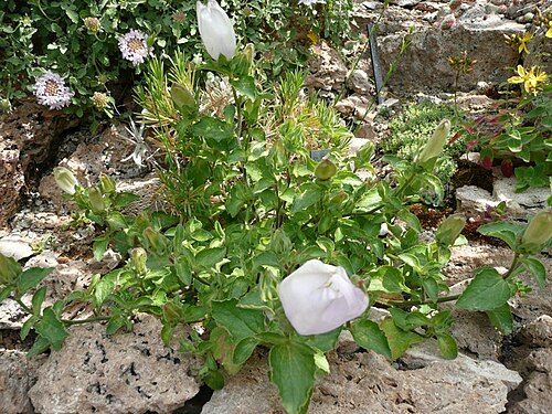 Campanula incurva: Campanula incurva at the Botanical Garden Erlangen