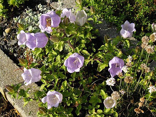 Campanula incurva: Campanula incurva