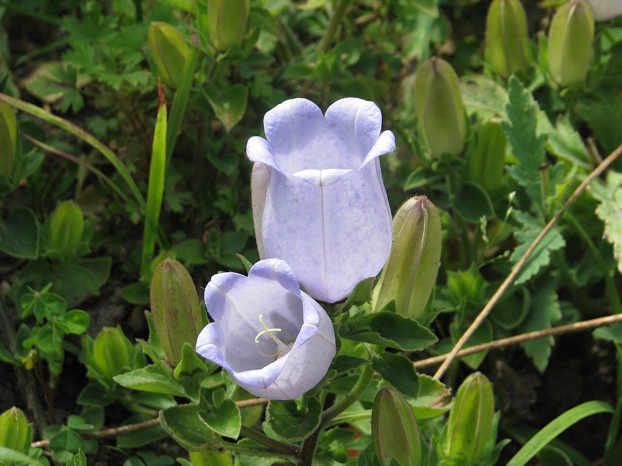 Campanula incurva: Campanula incurva