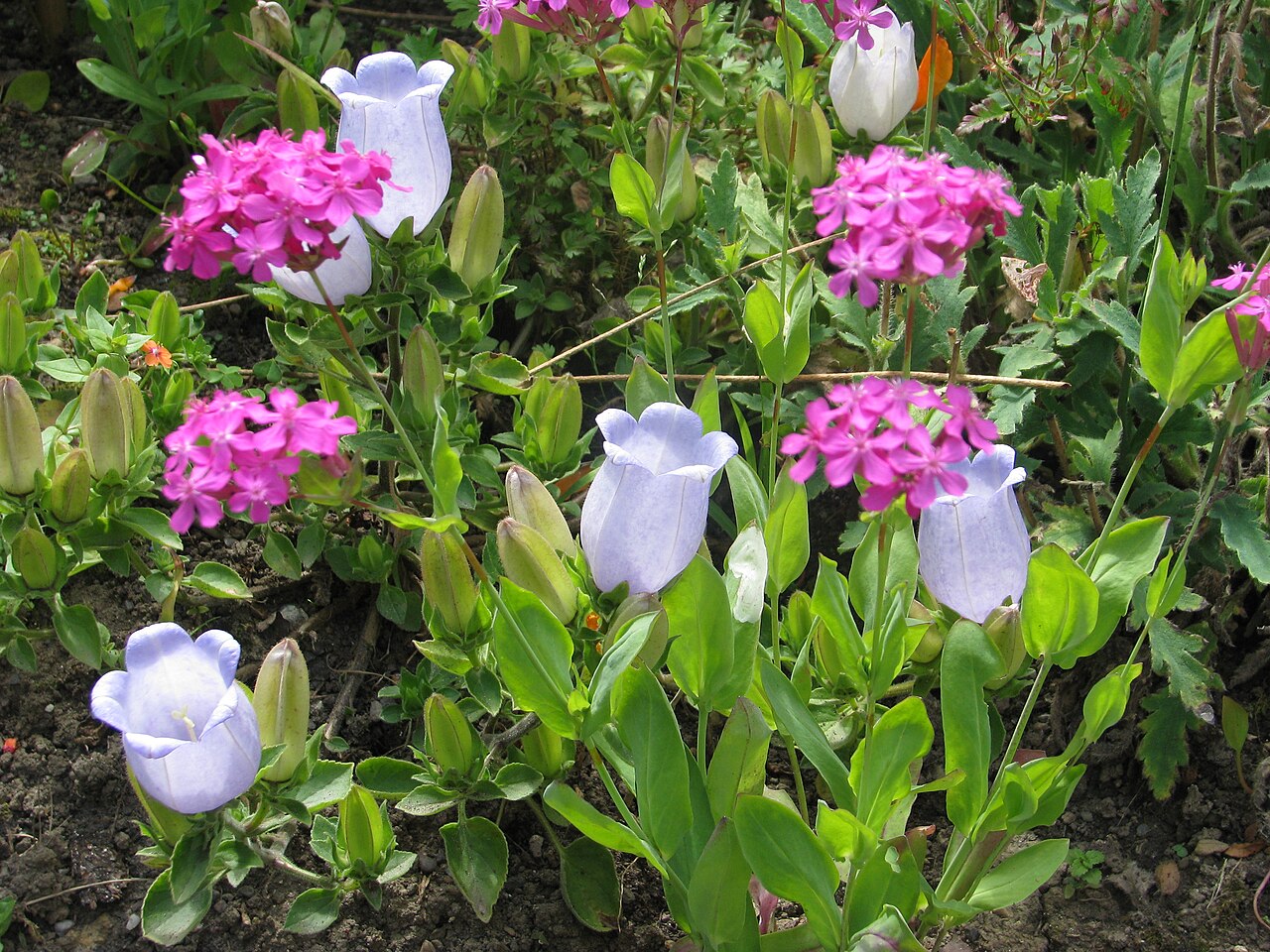 Campanula incurva: Campanula incurva + Atocion species