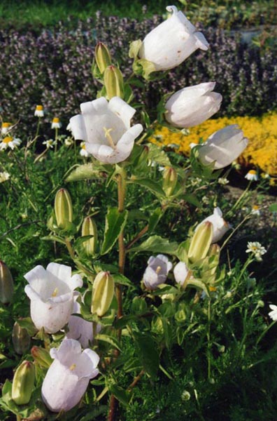 Campanula incurva: Campanula incurva