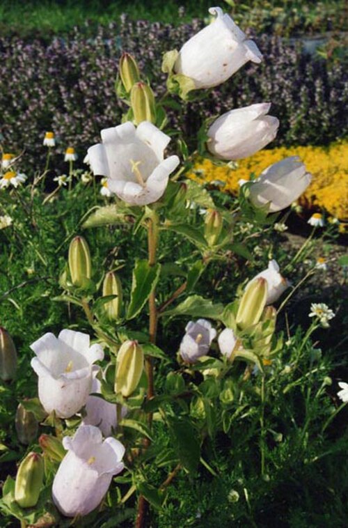 Campanula incurva: Campanula incurva