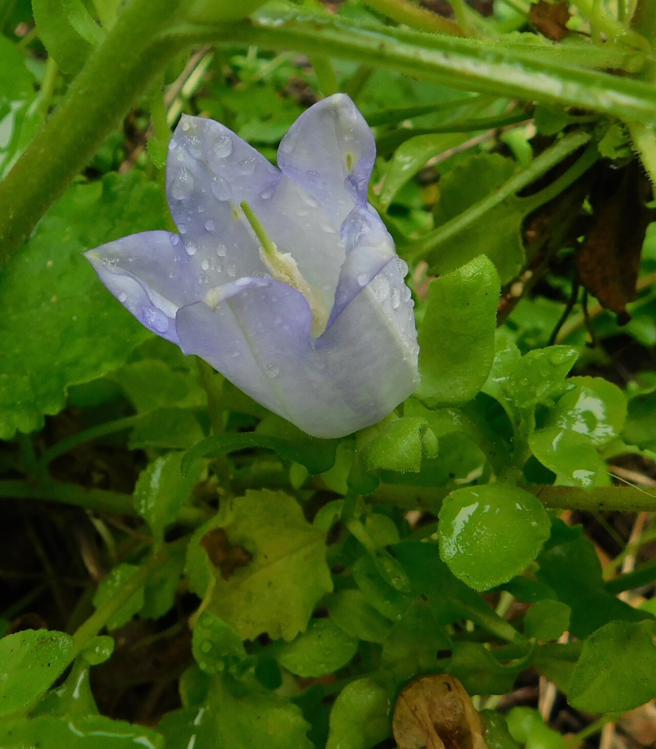 Campanula incurva: Campanula incurva at the University of California Botanical Garden, Berkeley, California, USA. Identified by the garden signage.