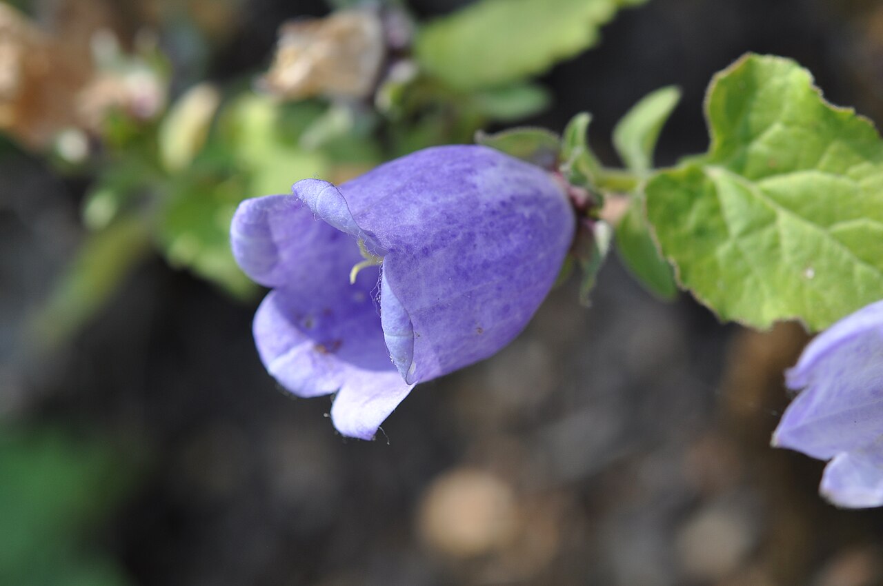 Campanula incurva: Καμπανούλα η κυρτή (Campanula incurva), Πλαταμώνας, Πιερία, Μακεδονία, 20-6-2021