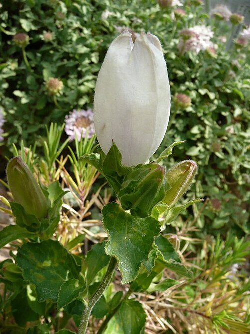 Campanula incurva: Campanula incurva at the Botanical Garden Erlangen