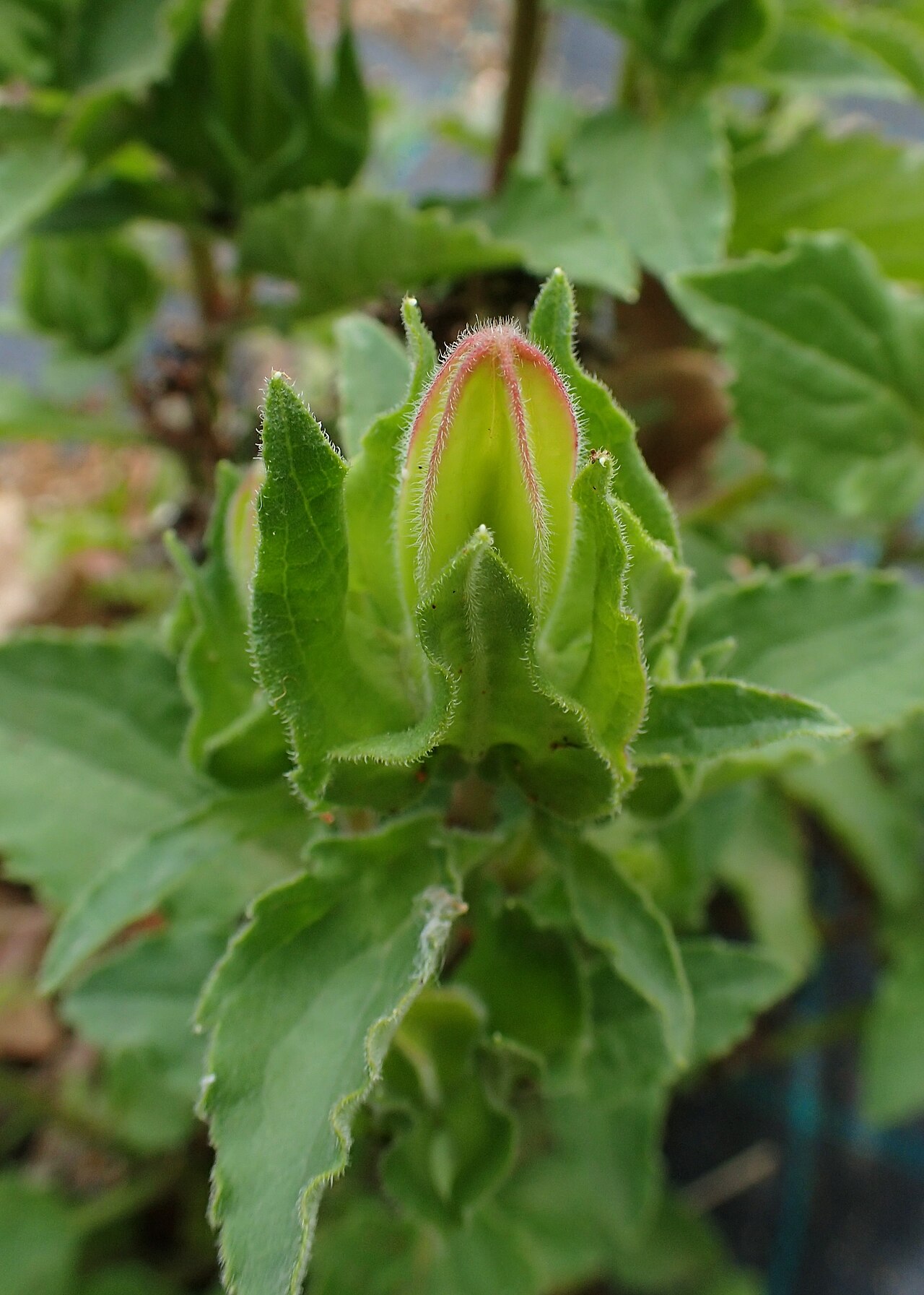 Campanula incurva: Campanula incurva in Balkan Botanic Garden of Kroussia