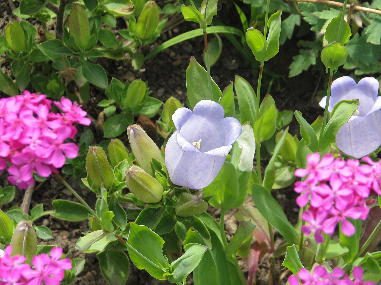 Campanula incurva: Another plant where i wasn't really prepared for the size of the flowers. I'd seen pictures and assumed the flowers would be an inch or so across when in life t