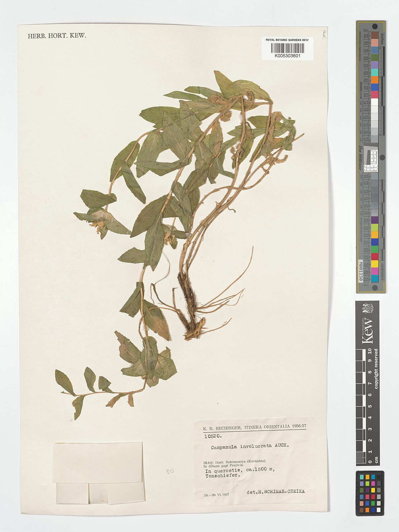 Campanula involucrata: Campanula involucrata — Herbarium specimen from Distr. Sulaimaniya (Kurdistan). In ditione pagi Penjwin., Iraq. Collected by Rechinger, K.H. (1957-06-19). Recor