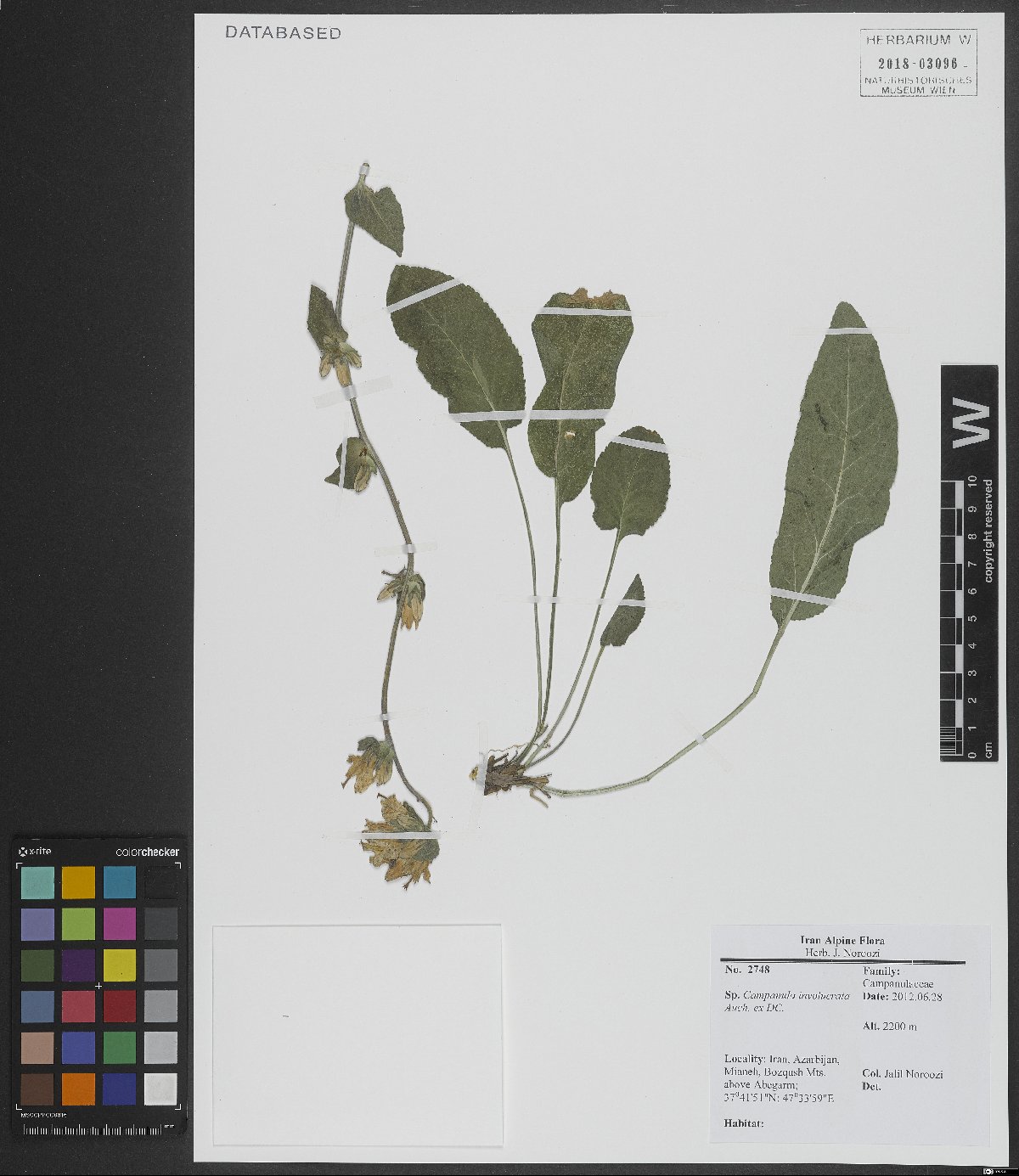 Campanula involucrata: Campanula involucrata — Herbarium specimen from Azarbijan, Mianeh, Bozqush Mts, above Abegarm, 2200 m, 37⁰41'51"N, 47⁰33'59"E, Iran. Collected by Noroozi,J. 274