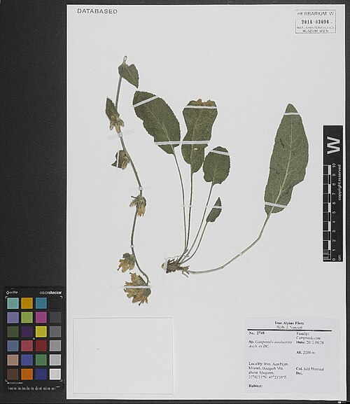 Campanula involucrata: Campanula involucrata — Herbarium specimen from Azarbijan, Mianeh, Bozqush Mts, above Abegarm, 2200 m, 37⁰41'51"N, 47⁰33'59"E, Iran. Collected by Noroozi,J. 274
