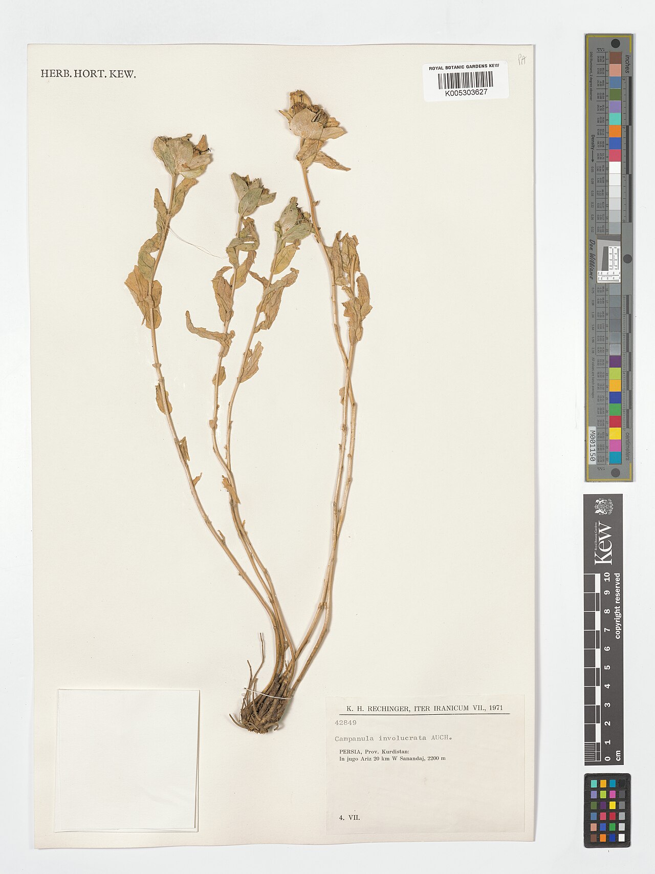 Campanula involucrata: Campanula involucrata — Herbarium specimen from Prov. Kurdistan, In jugo Ariz 20 km W Sanandaj, Iran. Collected by Rechinger, K.H. (1971-07-04). Recorded in GBI
