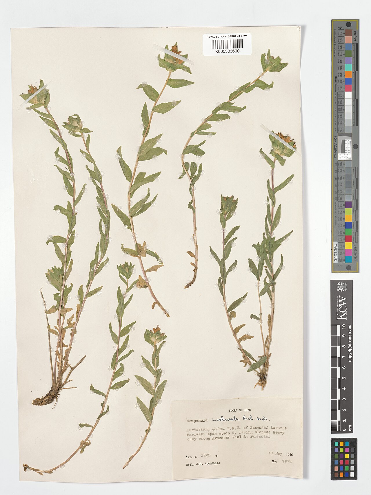 Campanula involucrata: Campanula involucrata — Herbarium specimen from Kurdistan, 48 km. W.N.W. of Sanandaj towards Marivan, Iran. Collected by Archibald, J.C. (1966-05-17). Recorded