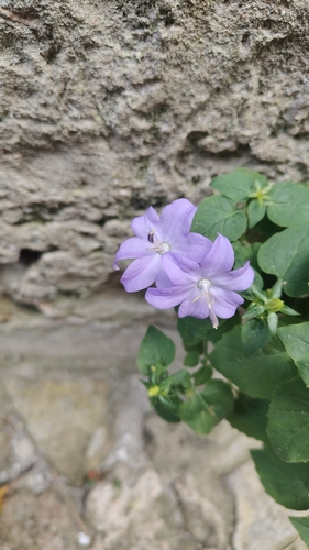 Campanula isophylla (Campanula isophylla)