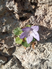Campanula isophylla (Campanula isophylla)