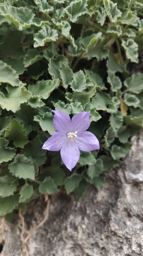 Campanula isophylla (Campanula isophylla)