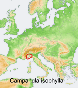 Campanula isophylla: Distribution map of some species of genus Campanula in Europe and near east Try - according to information about the natural distribution given in the wikipedia
